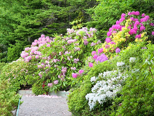 Photo of an gravel path and attractive shrub border